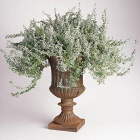 Helichrysum Silver Mist Seed A20222412