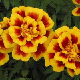 Marigold Safari Yellow Fire Seed A20222960