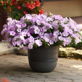 Petunia Wave Misty Lilac F1 Seed A20223026