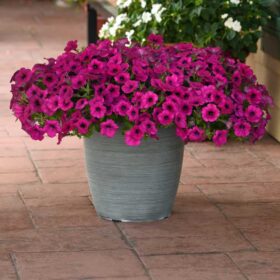 Petunia Wave Purple Classic F1 Seed A20223028