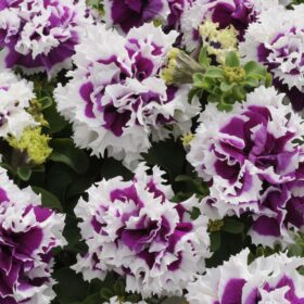Petunia Pirouette Purple F1 Seed A20223008