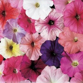 Petunia Celebrity Mix F1 Seed A20222638