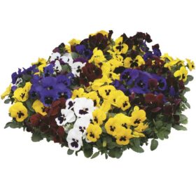 Pansy Delta Premium Blotch Mix F1 Seed A20222602