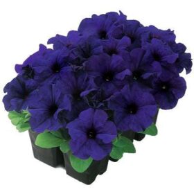 Petunia Dreams Midnight F1 Seed A20222648
