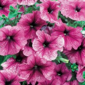 Petunia Daddy Sugar F1 Seed A20222642