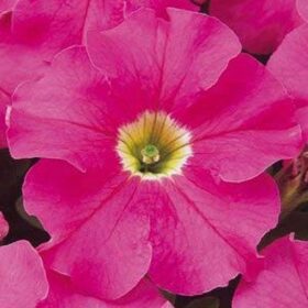 Petunia Dreams Pink F1 Seed A20222654