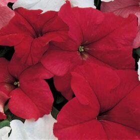 Petunia Dreams Red F1 Seed A20222655