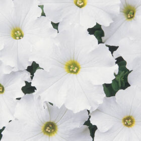 Petunia Dreams White F1 Seed A20222657