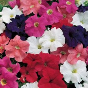 Petunia Dreams Mix F1 Seed A20222649