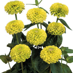 Zinnia Benary's Giant Lime Seed A20222903