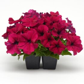 Petunia Dreams Burgundy F1 Seed A20222647