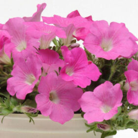 Petunia Wave Pink F1 Seed A20223027
