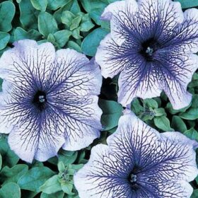 Petunia Daddy Blue F1 Seed A20222640