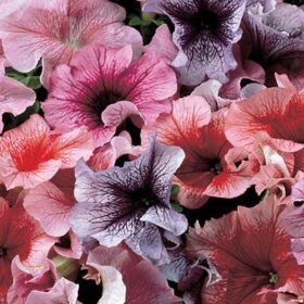 Petunia Daddy Mix F1 Seed A20222641
