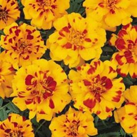Marigold Durango Bolero Seed A20222541