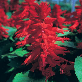 Salvia Sizzler Red Seed A20222714