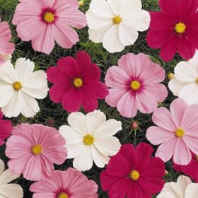 Cosmos Sonata Complete Mix Seed A20222305