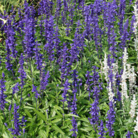 Salvia Victoria Blue Seed A20222717