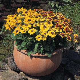 Rudbeckia Black Eyed Susa Toto Mix Seed A20222701