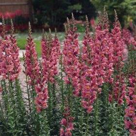 Snapdragon Rocket Rose F1 Seed A20222746