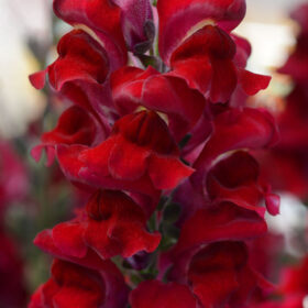 Snapdragon Rocket Red W Red Stem F1 Seed A20222745