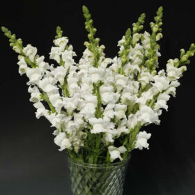 Snapdragon Rocket White F1 Seed A20222747