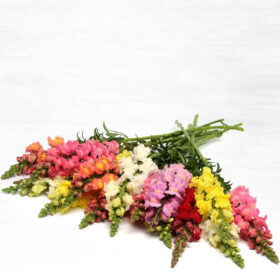 Snapdragon Rocket Mix F1 Seed A20222743