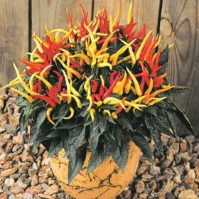 Ornamental Pepper Medusa Seed A20222633