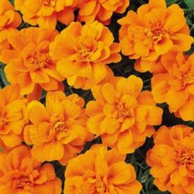 Marigold Durango Tangerine Seed A20222544