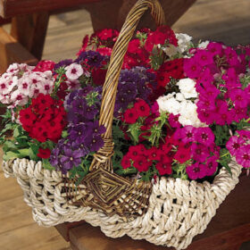 Phlox 21st Century Mix F1 Seed A20222686