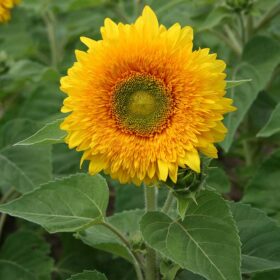 Sunflower Giant Sungold Seed A20222784
