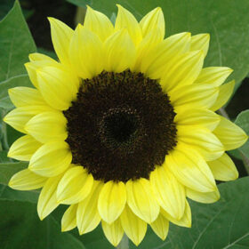 Sunflower Premier Light Yellow F1 Seed A20222793