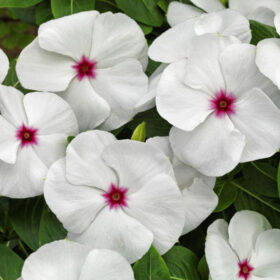 Vinca Pacifica XP Polka Dot Seed A20222869