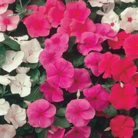 Vinca Pacifica XP Mix Seed A20222868