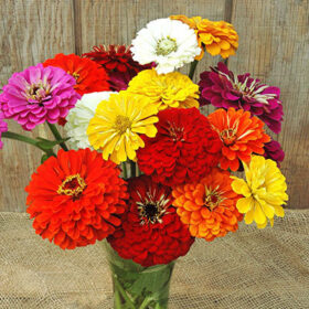 Zinnia Magnificent Mixture Seed A20222925