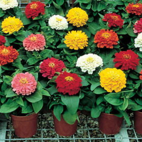 Zinnia Short Stuff Mix F1 Seed A20223075