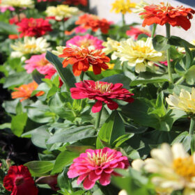Zinnia Dreamland Mix F1 Seed A20222914