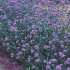 Verbena Bonariensis Finesse Seed A20222833