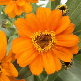 Zinnia Profusion Orange Seed A20223066