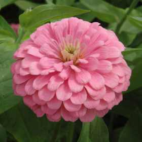 Zinnia Benary's Giant Bright Pink Seed A20222898