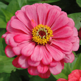 Zinnia Benary's Giant Carmine Rose Seed A20222899