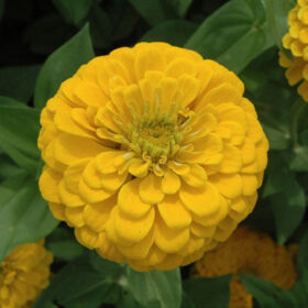 Zinnia Benary's Giant Golden Yellow Seed A20222901