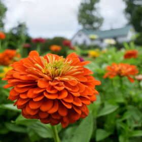 Zinnia Benary's Giant Orange Seed A20222942