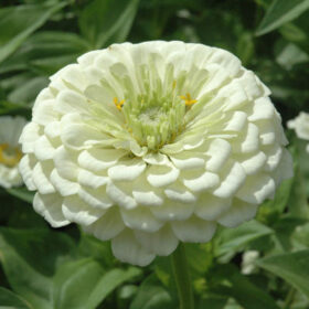 Zinnia Benary's Giant White Seed A20222908
