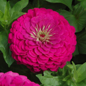 Zinnia Benary's Giant Purple Seed A20222905