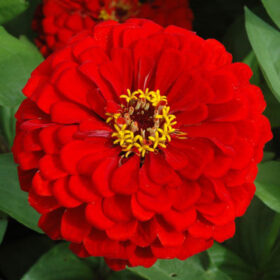 Zinnia Benary's Giant Scarlet Seed A20222907