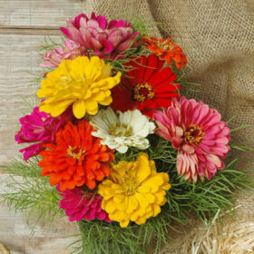 Zinnia State Fair Mix Seed A20223076