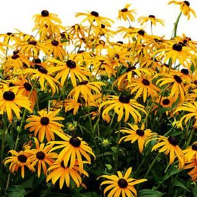 Rudbeckia Black Eyed Susa Goldsturm Seed A20222697