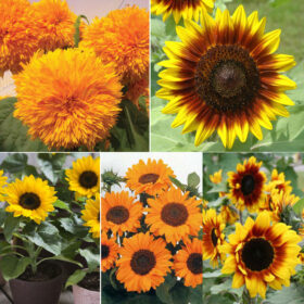 Sunflower Garden Collection Seed A20222814
