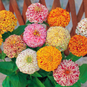 Zinnia Peppermint Stick Mix Seed A20222933